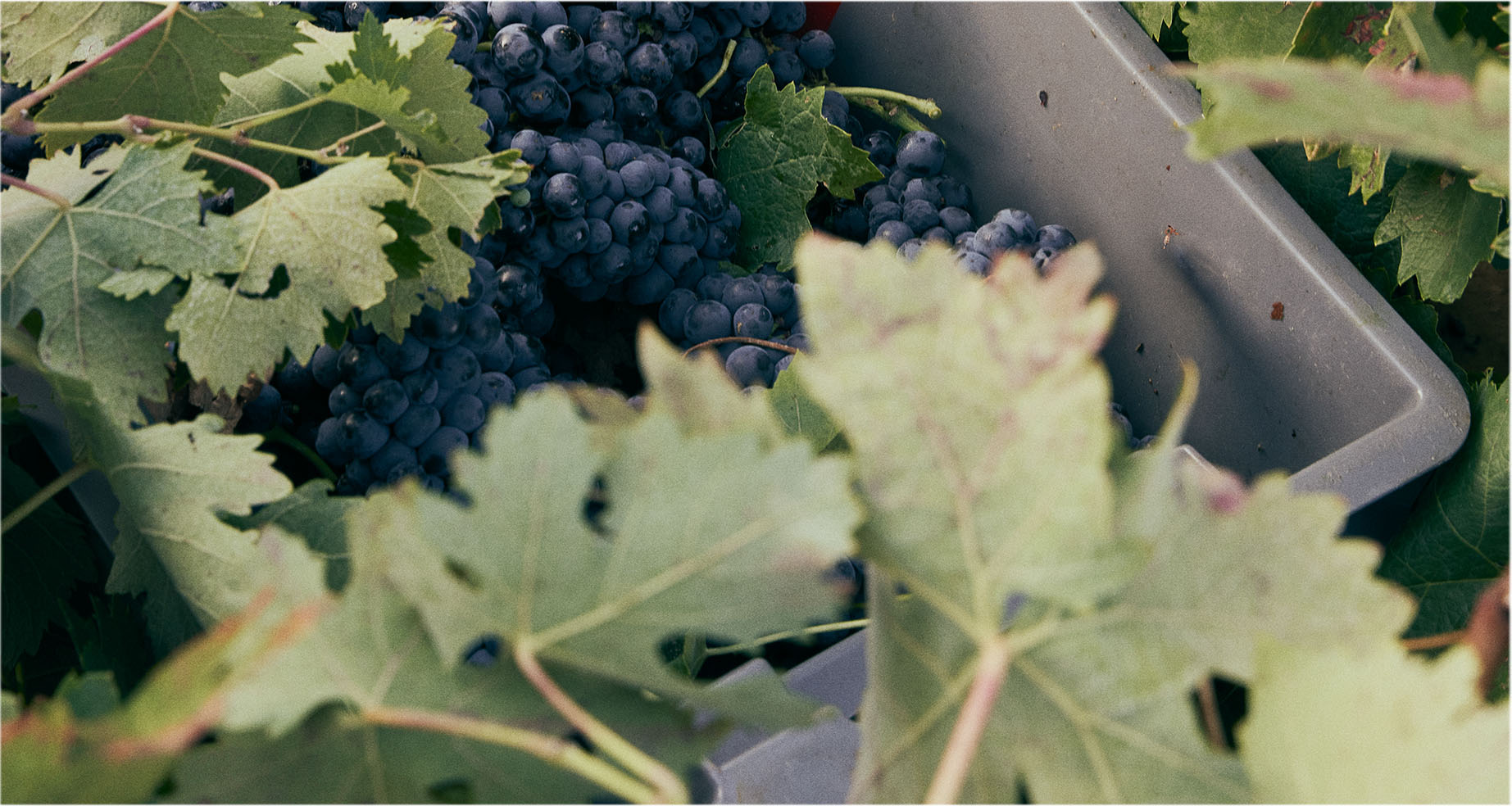 caja con recolecta de uvas de sei solo