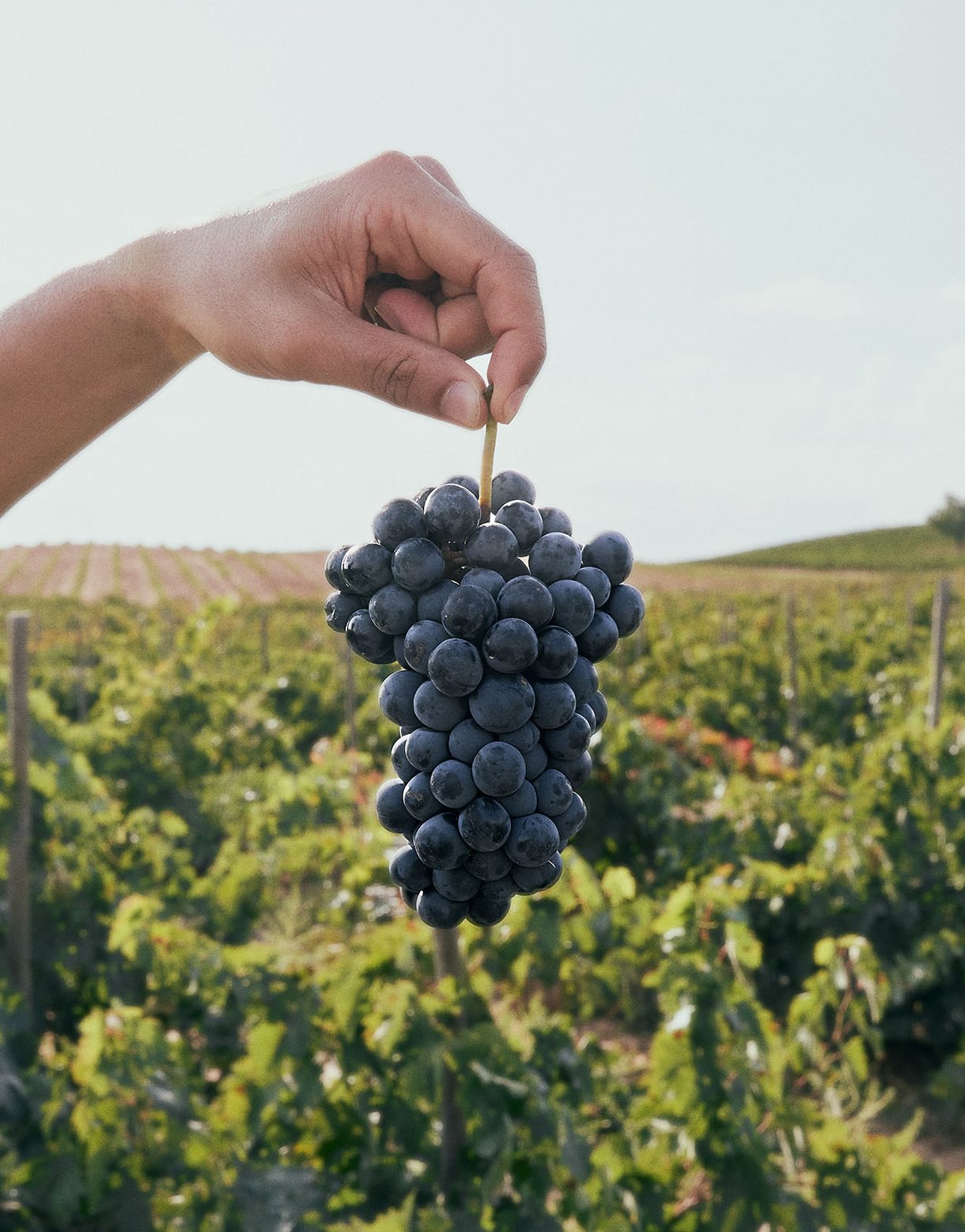 racimo de uvas de sei solo